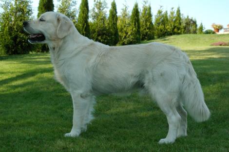 Golden Retriever, un caine jucaus si loial