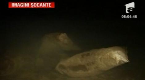 VIDEO! Cruzime de Craciun! Zeci de caini, ucisi la Targu Jiu‎