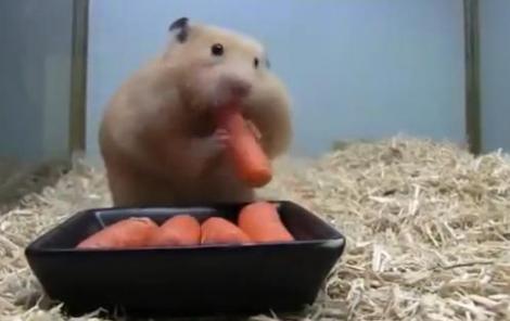Record! Iată cum un hamster înghite cinci morcovi!
