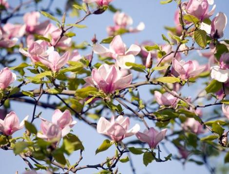 Vremea din 31 martie. Prognoza meteo aduce temperaturi record