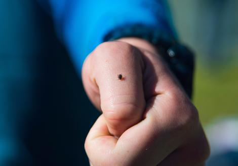 Alertă! Român diagnosticat cu boala Lyme după ce a fost muşcat de căpuşă. Află totul despre afecțiune și cum poate fi prevenită