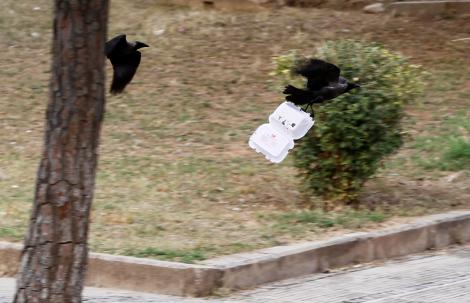 Un parc tematic din Franța a angajat pentru curățenie o echipă de... ciori!