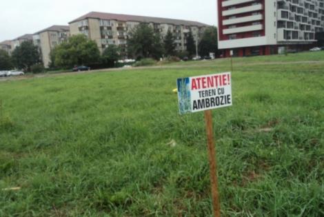 Anunțul de ULTIMĂ ORĂ pentru proprietarii de terenuri! S-a stabilit data până când trebuie să elimine ambrozia ca să nu fie sancționați! Mii de români au ajuns la medic
