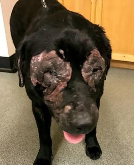 Stăpâna a refuzat să meargă cu câinele la veterinar și pielea acestuia a devenit ca de elefant! Ce a pățit animalul