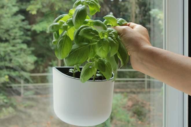 Cum scapi natural de muşte şi ţânţari. 11 plante care ţin insectele la distanţă. E bine să le ai în casa ta | FOTO