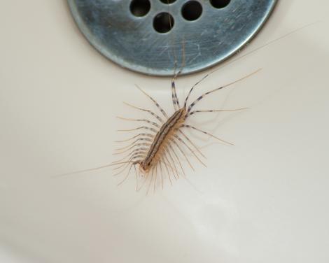 De ce nu ar trebui să omori această insectă dacă o vezi în casa sau grădina ta. Avertismentul specialiștilor